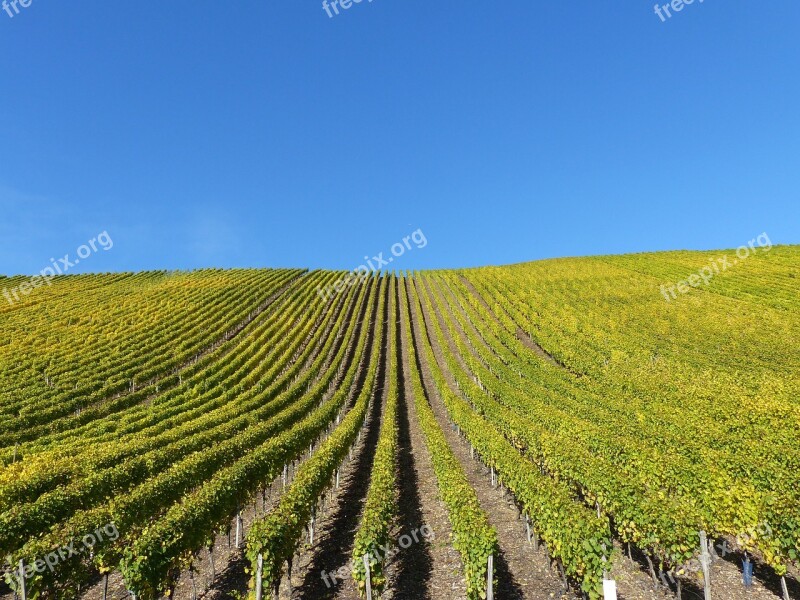 Vineyard Autumn Leaves Nature Golden October