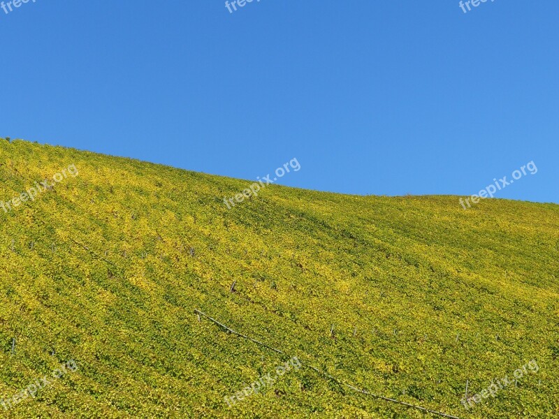 Vineyard Autumn Leaves Nature Golden October