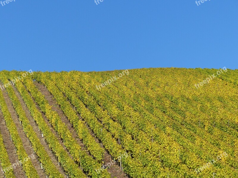 Vineyard Autumn Leaves Nature Golden October