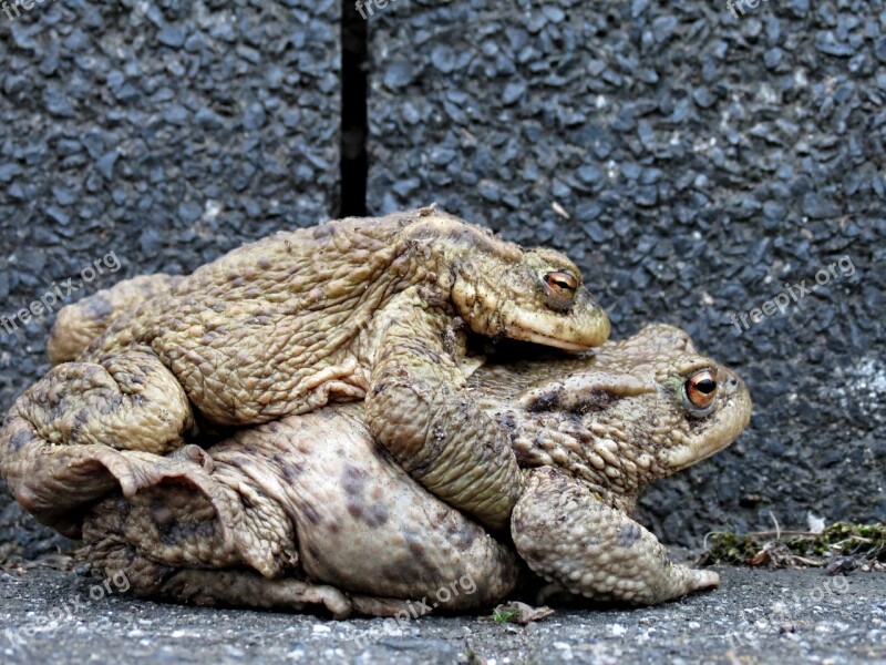 Toads Hike Pair Bear Tugs