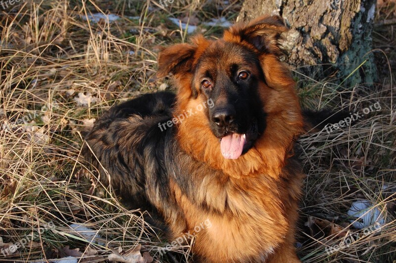 Dog Forest Winter On A Walk German Shepherd