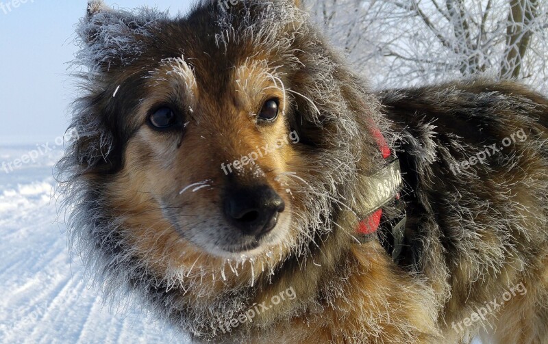 Dog Mixed Breed Dog Winter Hoarfrost Fur