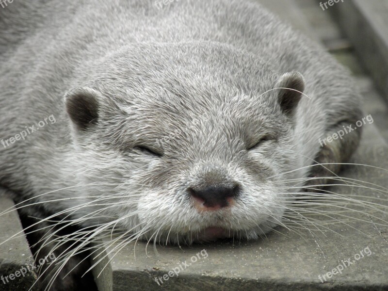 Otter Mammal Wildlife Animal Nature