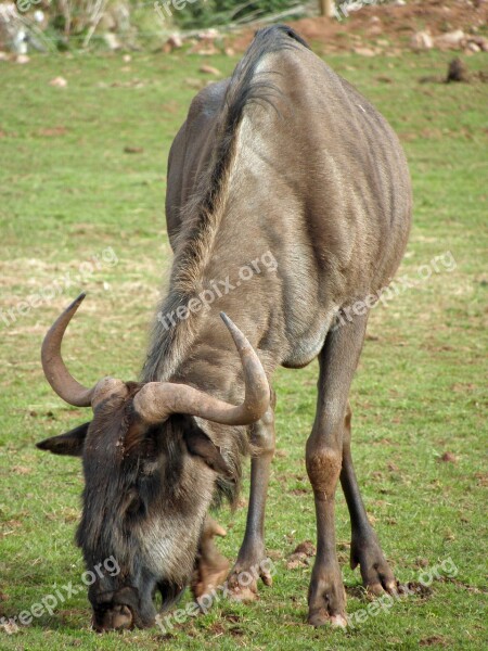 Animal Wildlife Wildebeest Mammal Africa