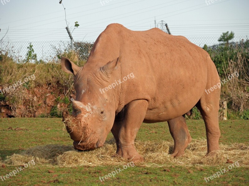 White Rhino Rhino Mammal Rhinoceros Wildlife