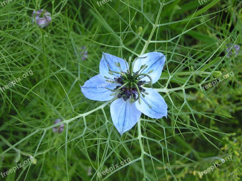 Cornflower Blue Petal Nature Flower