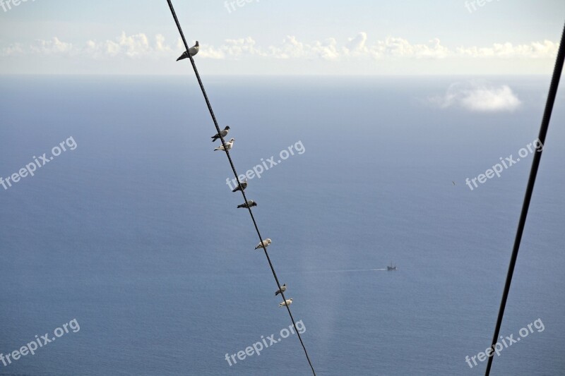 Pigeons Cable Car Madeira Funchal Portugal