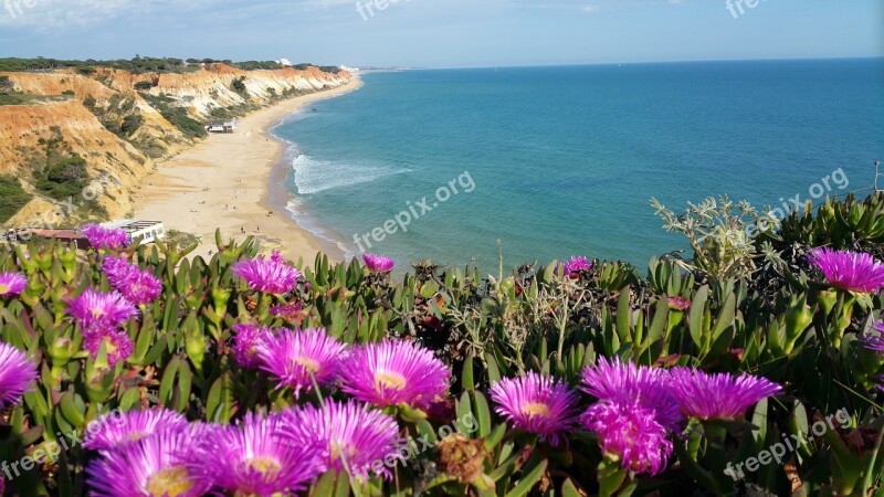 Portugal Algarve Purple Flowers Beach