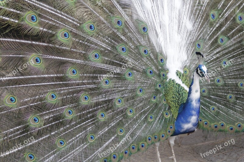 Peacock Animals Bird Feather Iridescent