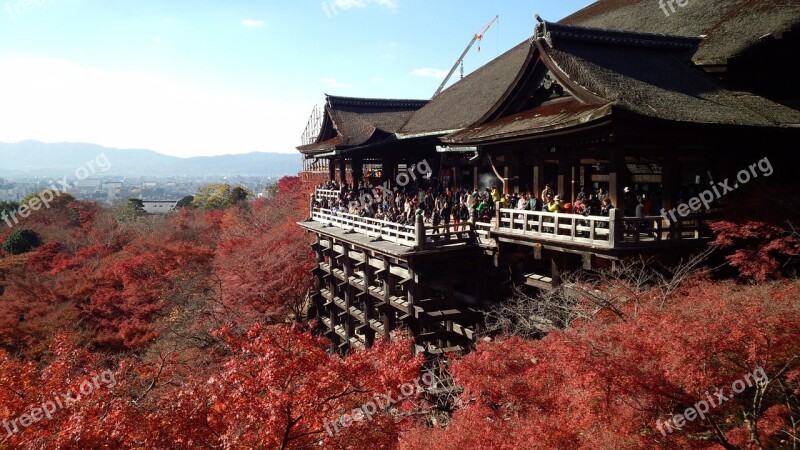 Kyoto Autumnal Leaves Tourist Destination Autumn Maple