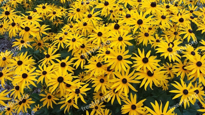 Marguerite Flower Yellow Free Photos