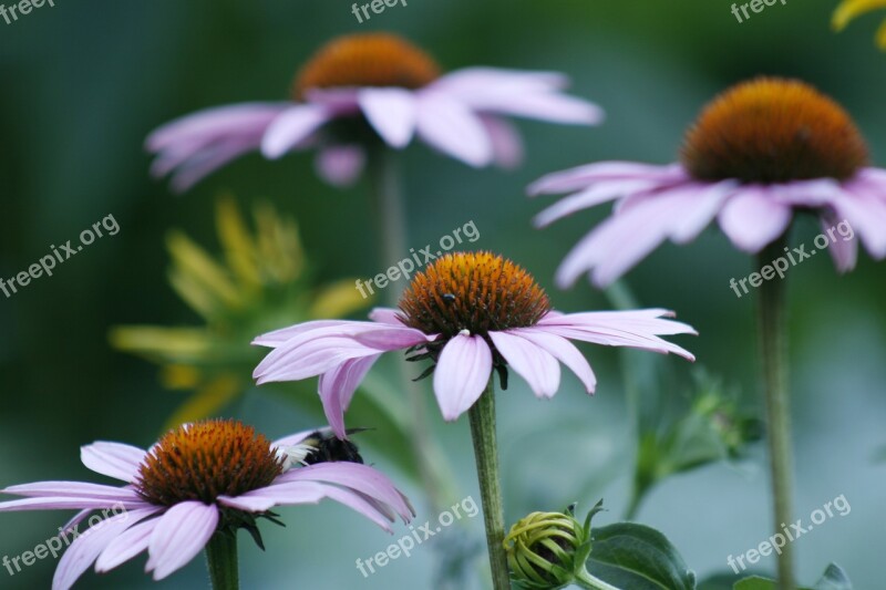 Marguerite Flower Petals Free Photos