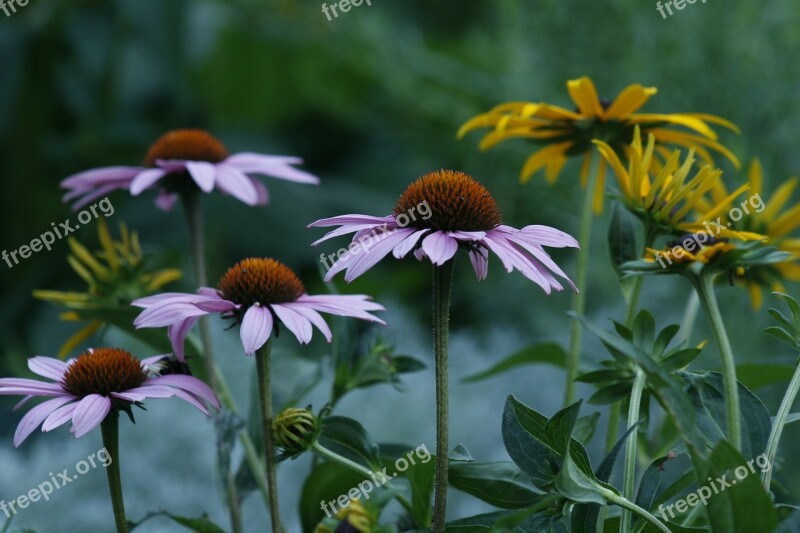 Marguerite Flower Garden Free Photos