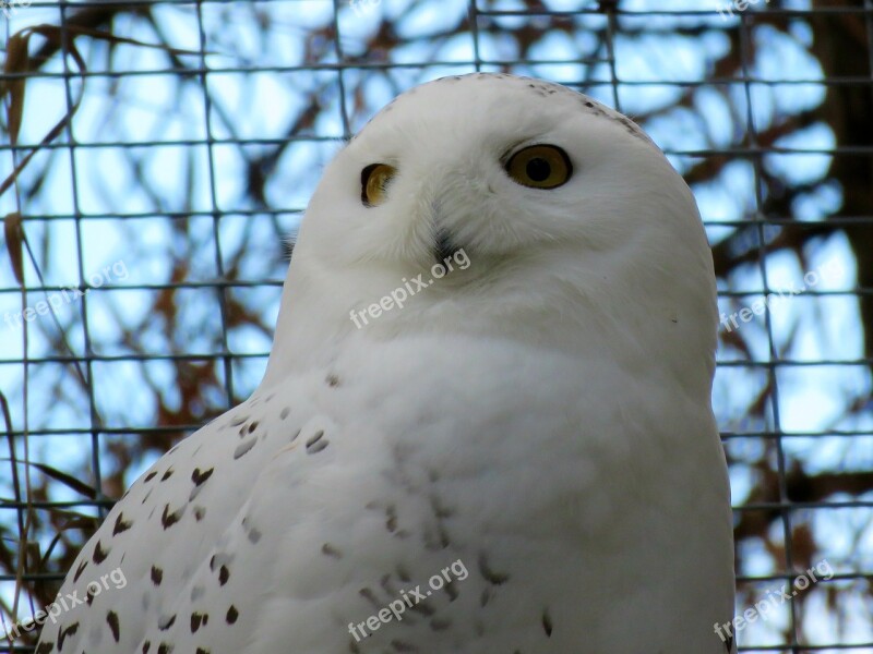 Snowy Owl Owl Bird Zoo Feathers