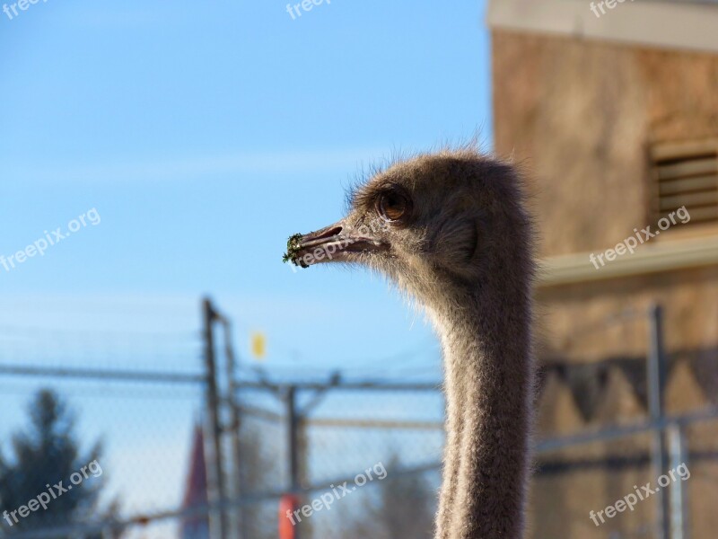 Ostrich Bird Zoo Head Closeup