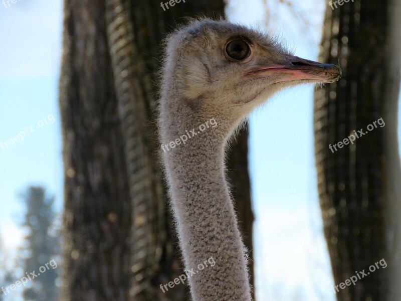 Ostrich Bird Zoo Head Closeup