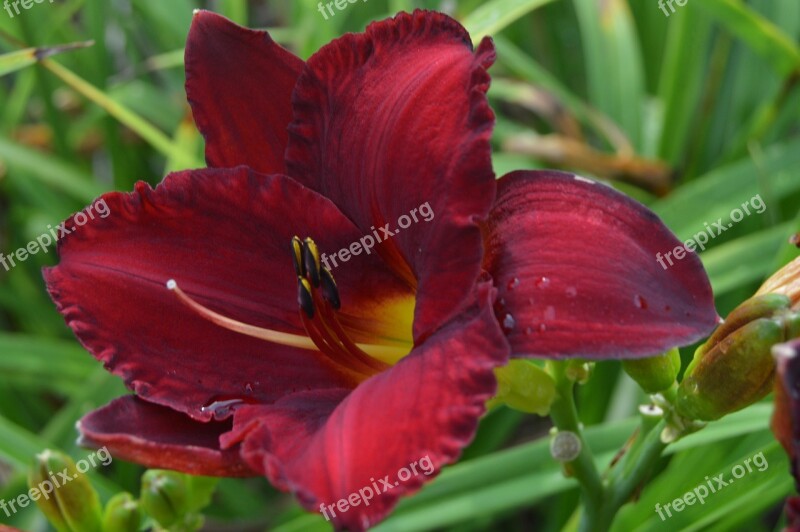 Flower Nature Daylily Spring Botanical