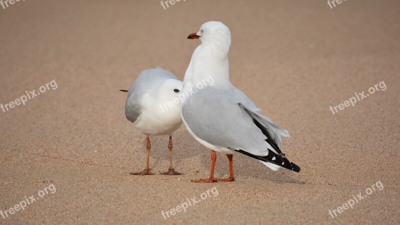 Seagull Bird Gull Seabird Common Gull