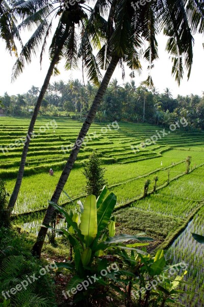 Rice Terrace Tropics Tropical Exotic Bali