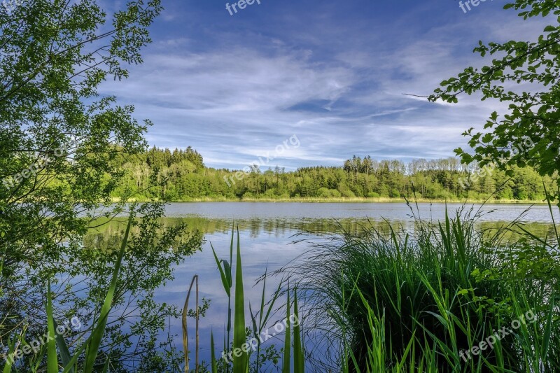 Green Trees Nature Forest Green Tree