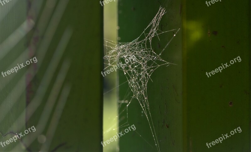 Web Spiderweb Nature Spider Pattern