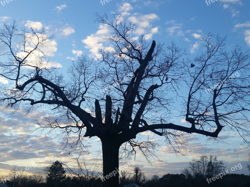 Tree Sky Nature Blue Winter