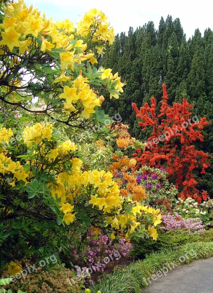 Bodnant Gardens Wales Rhododendron Blossom