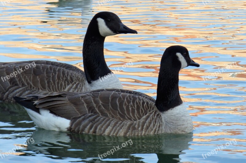 Waterfowl Palmiped Canada Goose Free Photos