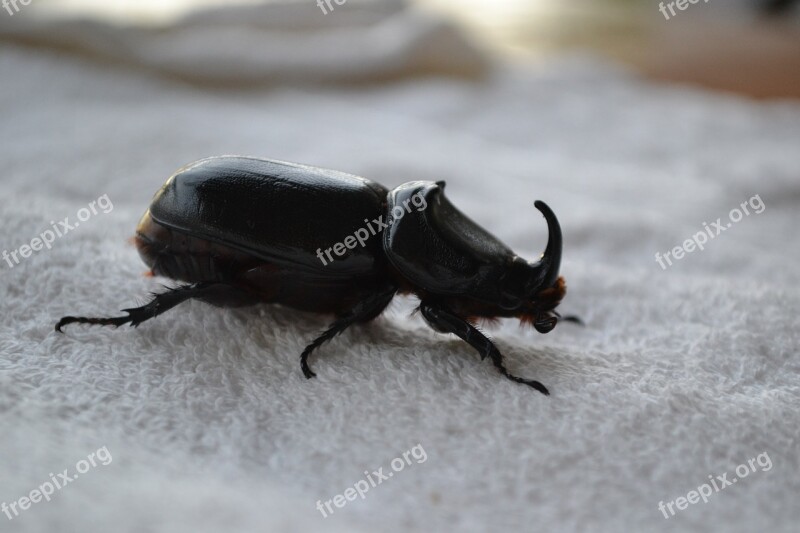 Rhinoceros Beetle Seychelles Horn Insect