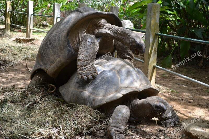 Aldabra Tortoise Giant Animal Reptile