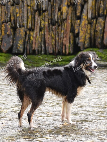 Border Collie Dog Sheepdog Collie Tricolour