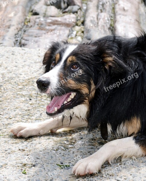 Border Collie Dog Sheepdog Collie Tricolour