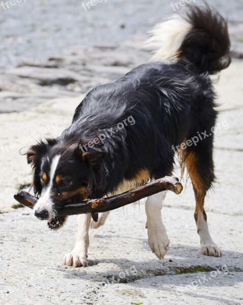 Border Collie Dog Sheepdog Collie Tricolour