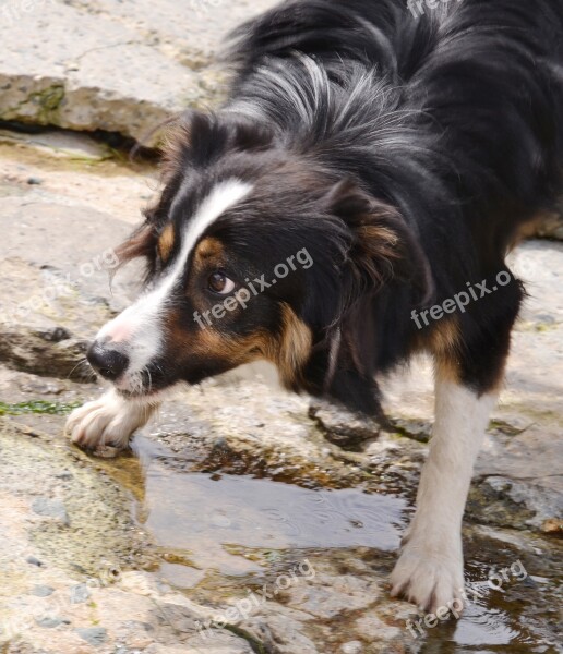 Border Collie Dog Sheepdog Collie Tricolour