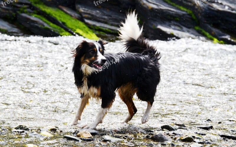 Border Collie Dog Sheepdog Collie Tricolour