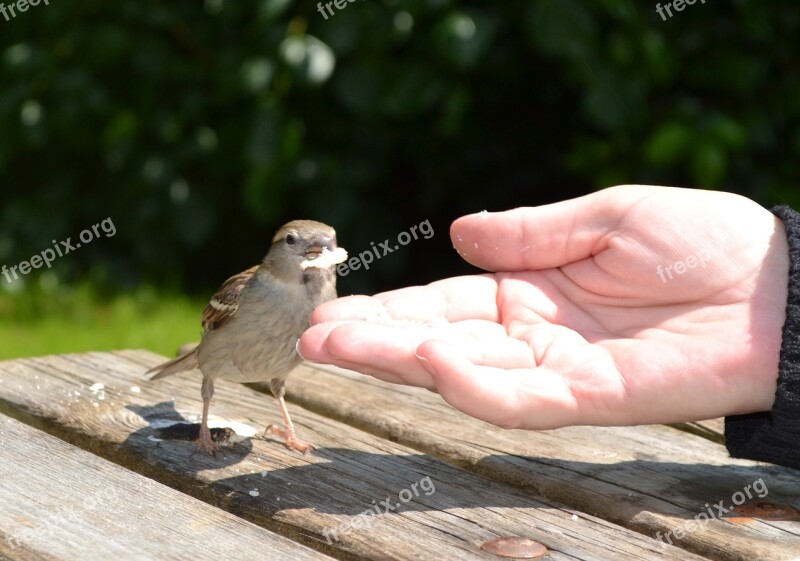 Tame Bird Sparrow Hand Nature