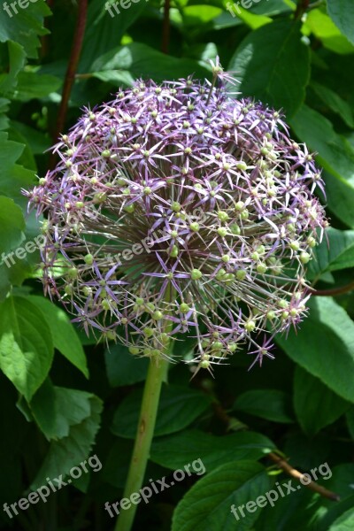 Allium Seedhead Flower Ball Plant