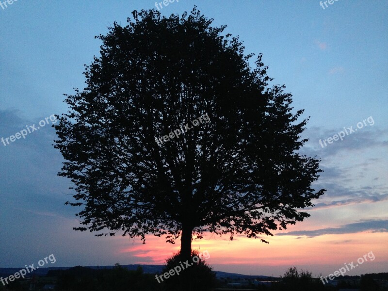 Nature Tree Sunset Evening Abendstimmung