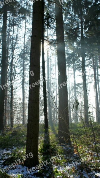 Trees Light Beam Fog Nature Forest