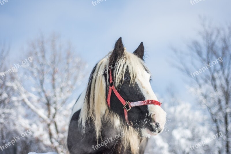 Horse Winter Snow Animal Nature