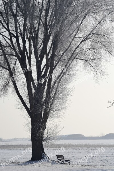 Tree Winter Wintry Snow Snowy