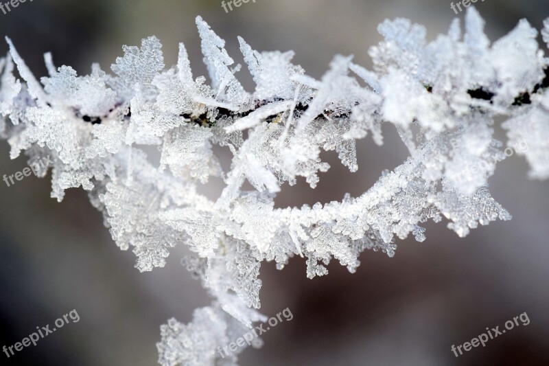 Frost Winter Wintry Ice Winter Magic