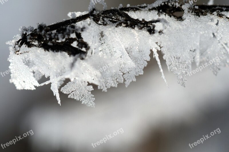 Frost Winter Wintry Ice Winter Magic