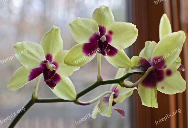 Hybrid Phalaenopsis Phalaenopsis Orchid Yellow Red