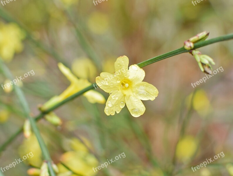 Rain-wet Winter Jasmine Rain-wet Flower Ornamental Blossom