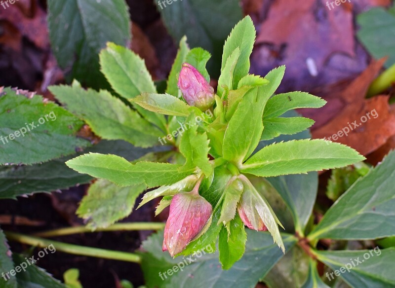 Lenten Rose In Bud Lenten Rose Bud Flower Blossom