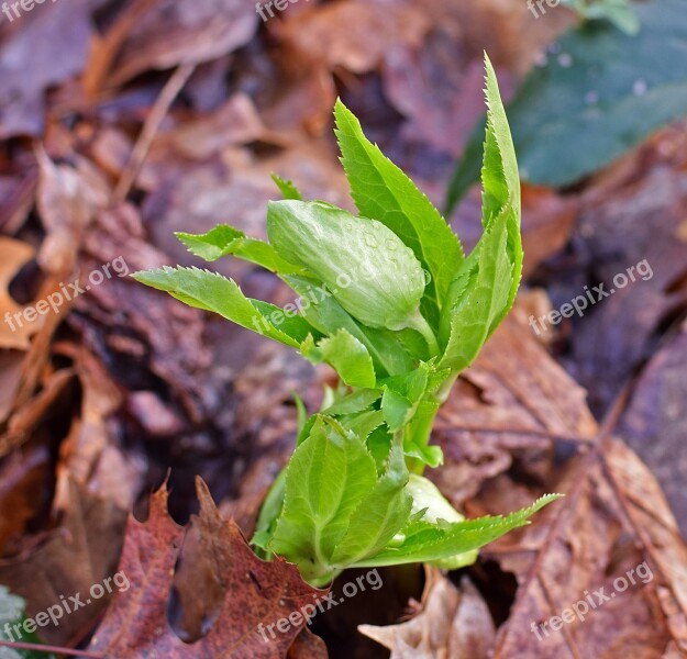 Lenten Rose In Bud Lenten Rose Bud Flower Blossom