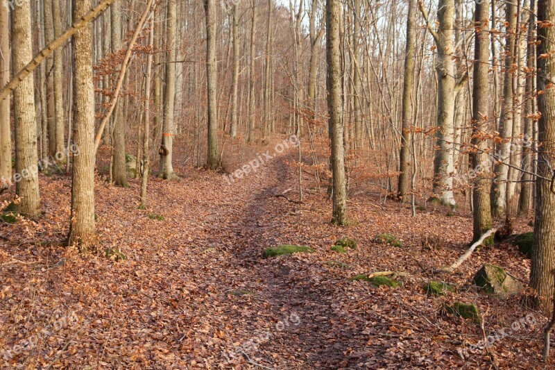 Beech Forest Path Forest Tribes Nature