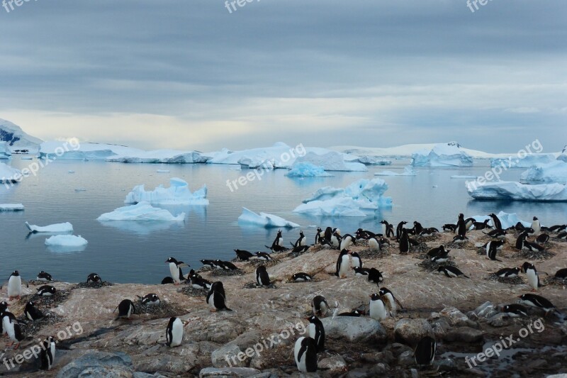 Penguin Island Blue Animal Antarctica