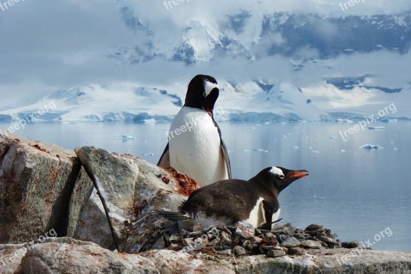 Penguins Birds Antarctica Close Up Animal World